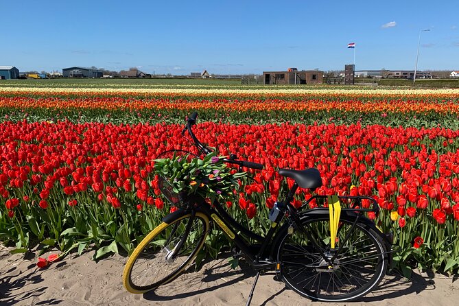 Enjoy the Tulip Fields by Bicycle With a Local Guide! Tulip Bike Tour! - Transportation and Parking Information