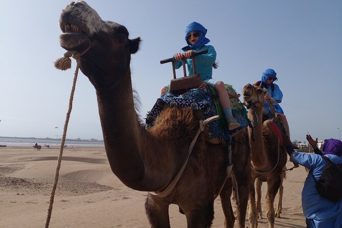 Essaouira: an Unforgettable 2 Hour Ride on a Camel - Reviews and Feedback