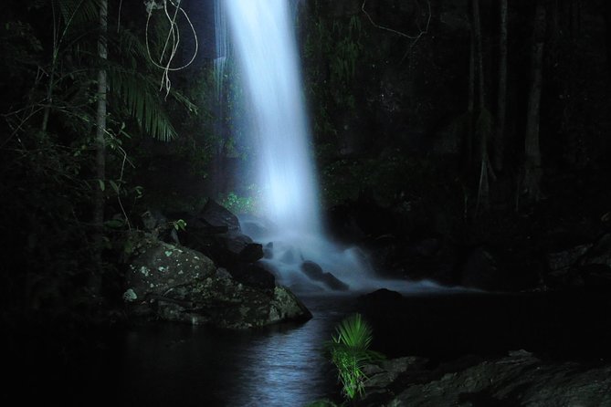 Evening Rainforest & Glow Worm Experience - Small Group Tour - Tour Highlights and Experience