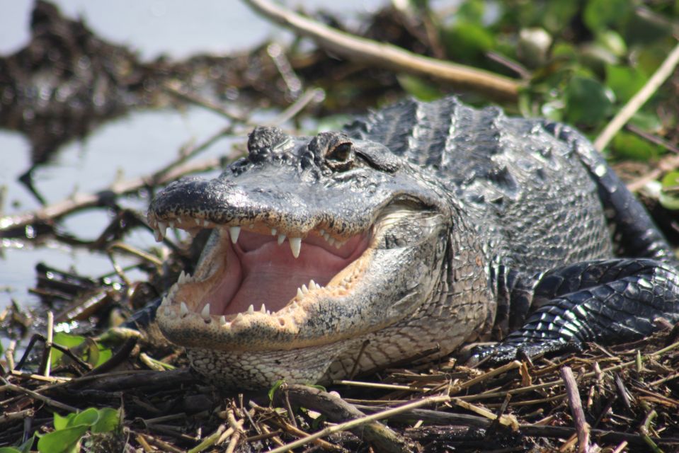 Everglades Day Safari From Sanibel, Fort Myers & Naples - Wildlife Encounters & Sightings