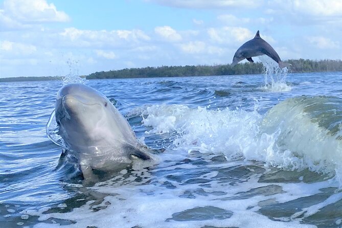 Everglades National Park Dolphin, Birding and Wildlife Boat Tour (2 Hours) - Meeting Point and Logistics