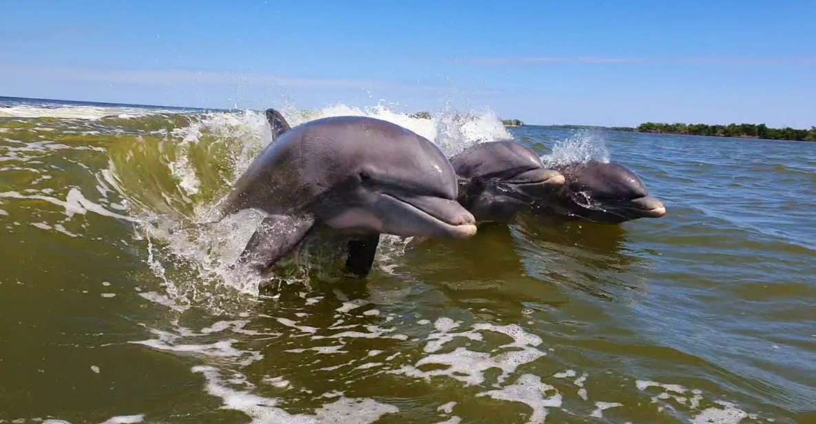 Everglades National Park: Motorboat Eco Tour - Experience Highlights