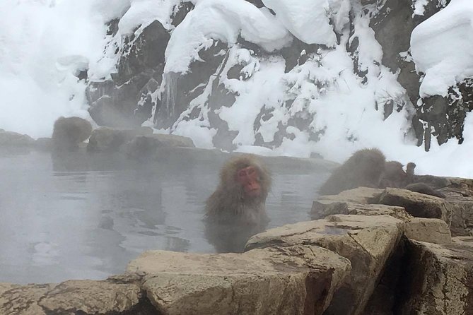 Explore Jigokudani Snow Monkey Park With a Knowledgeable Local Guide - Tour Experience and Highlights