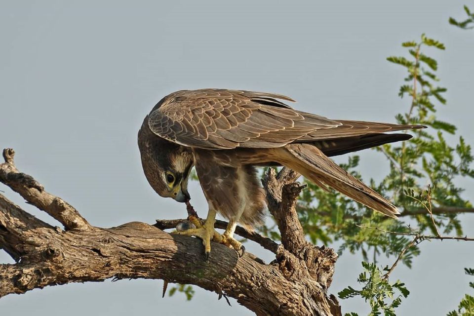 Explore The Desert National Park With Experience Guide - Experience Highlights