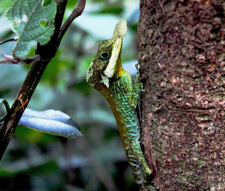 Exploring Knuckles: Hiking the Hidden Gem of Sri Lanka - Wildlife Encounters