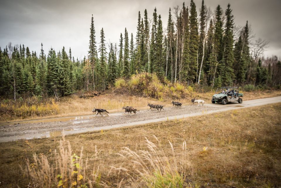 Fairbanks: Fall Cart Adventure Pulled by a Sled Dog - Experience Highlights