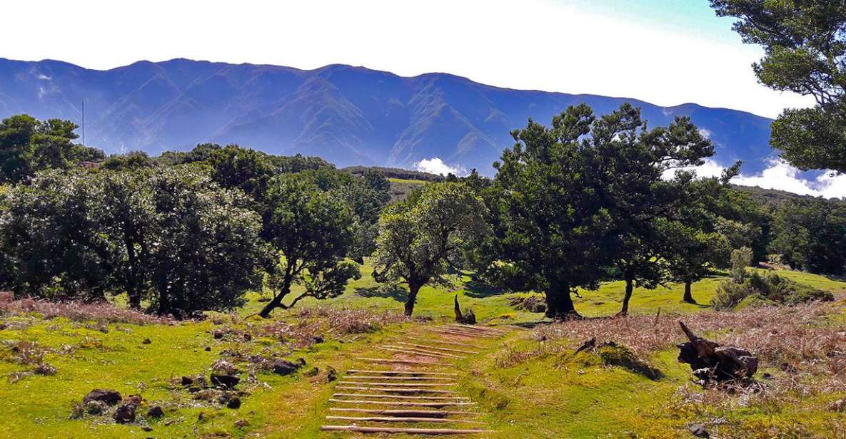 Fanal / Whistlers - Levada Walk - Experience Highlights