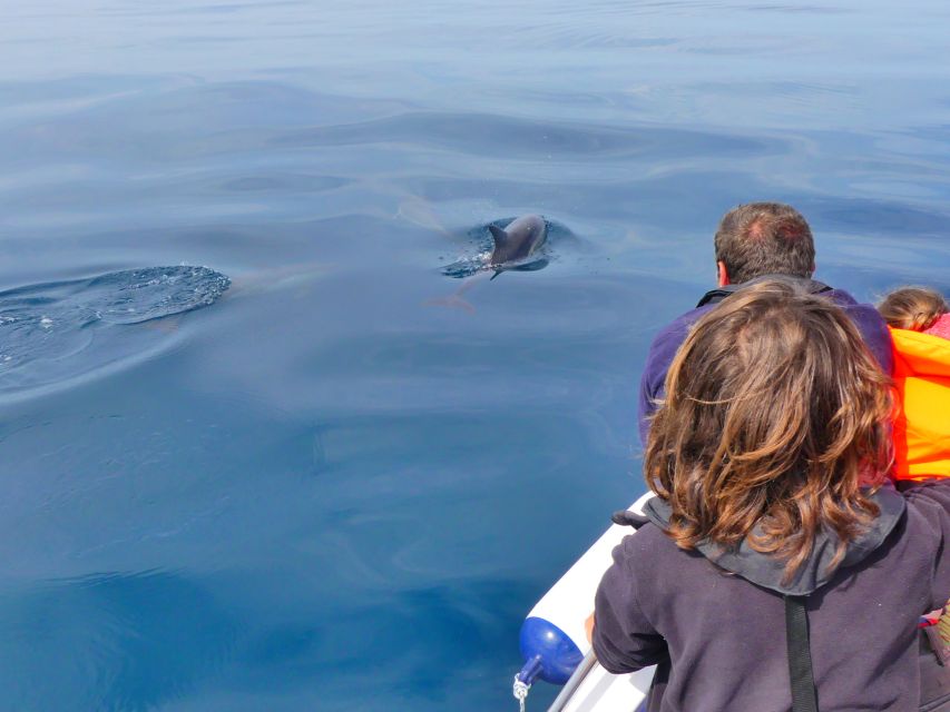 Faro: Dolphin and Wildlife Watching in the Atlantic Ocean - Experience