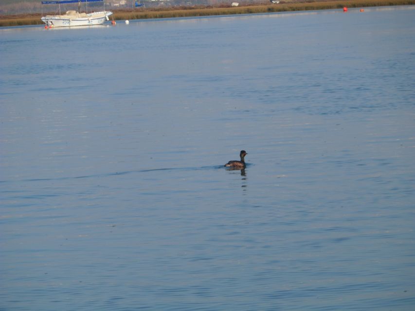 Faro: Eco-Friendly Ria Formosa Bird Watching in Solar Boat - Experience Highlights