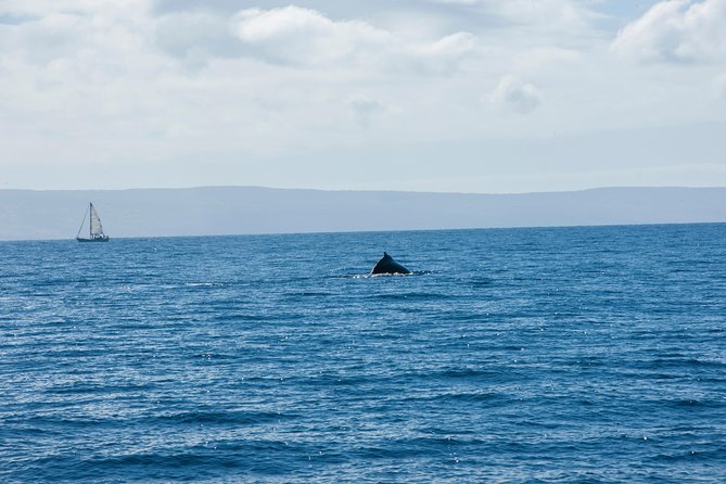 Favorite Oahu Whale Watch! (2 Hour Tour! Ala Wai Harbor, Oahu) - Logistics Details