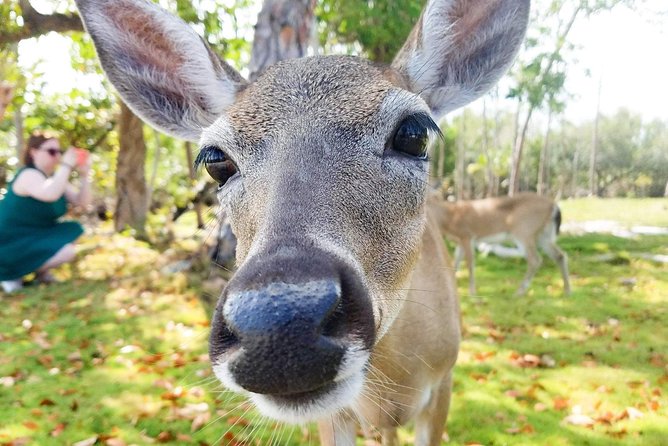 Florida Keys Nature & History Tour From Key West - Customer Reviews and Recommendations