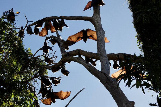 Flying Fox Experience, Thousands of Australias Largest Bat - Admission and Group Size