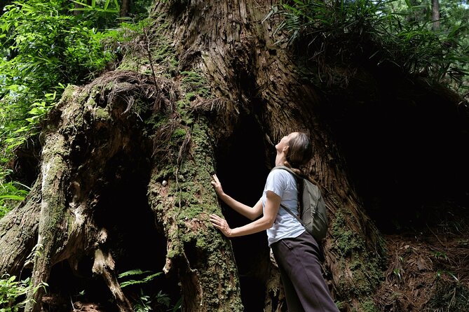 Forest Bathing in Temple and Enjoy Onsen With Healing Power - Additional Information