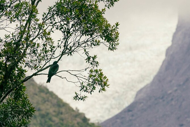 Fox Glacier Nature Tour - Tour Duration and Pickup Service