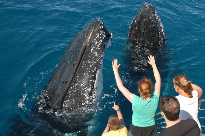 Fraser Island Whale Watch Encounter - Booking Information