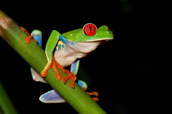 Frog Watching Jungle Night Walk - Meeting and Pickup Details