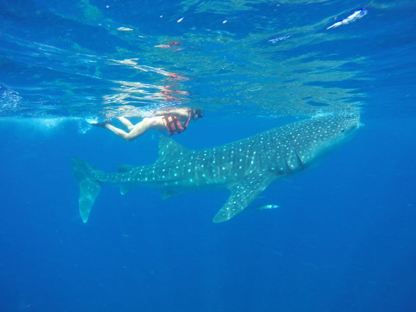 From Akumal: Whale Shark Tour - Experience Highlights