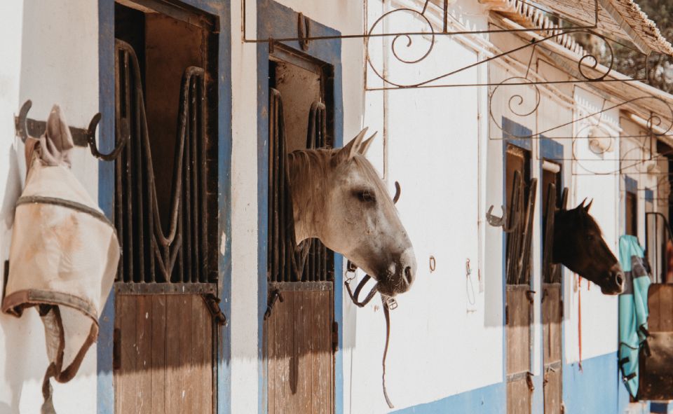 From Albufeira: Half-Day Hidden Gems & Horse Riding Tour - Experiencing Albufeiras Hidden Gems