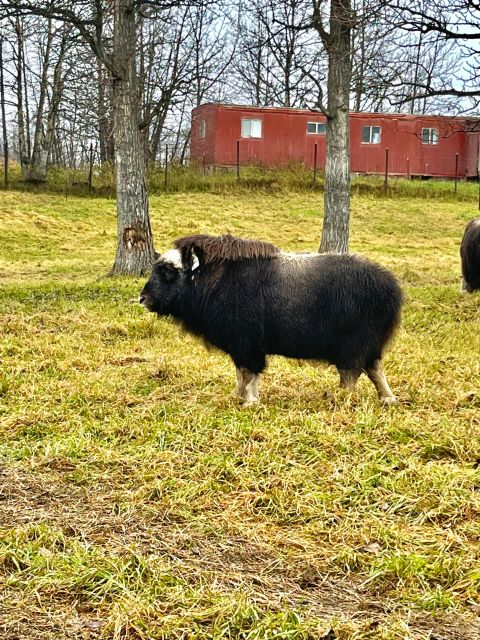 From Anchorage: Scenic Drive and Guided Musk Ox Farm Tour - Farm Tour Description