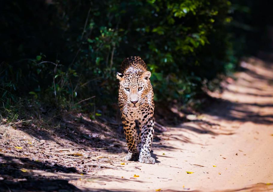 From Anuradhapura: Full-Day Wilpattu National Park Safari - Booking Information
