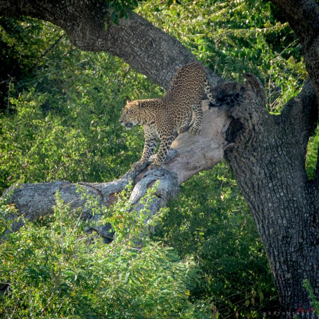 From Bentota: Full-Day Yala National Park Safari Tour - Duration and Availability Information