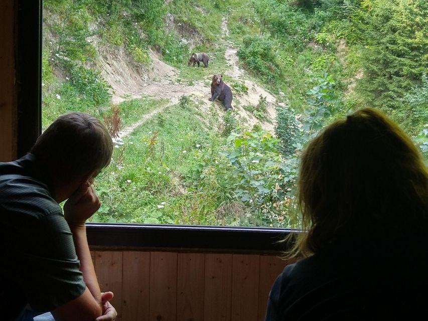 From Brasov: Small-Group Bear Watching Experience - Wildlife Experience