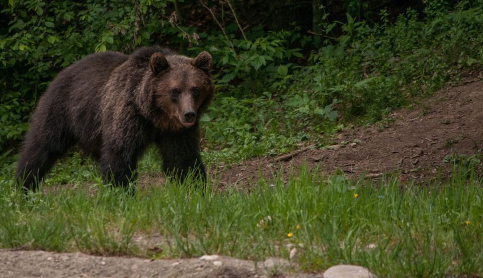 From Brasov: Small-Group Brown Bear Watching Tour - Review Summary