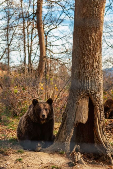 From Bucharest: Dracula's Castle & Bear Sanctuary Day Tour - Tour Highlights