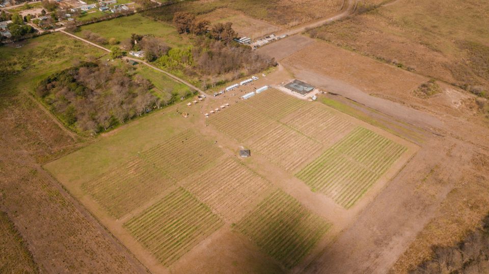 From Buenos Aires: Vineyard Tour With Wine Tasting and Lunch - Experience