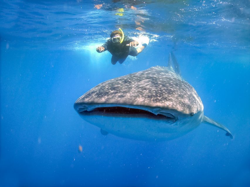 From Cabo: Snorkel With Whale Sharks in La Paz - Experience Highlights