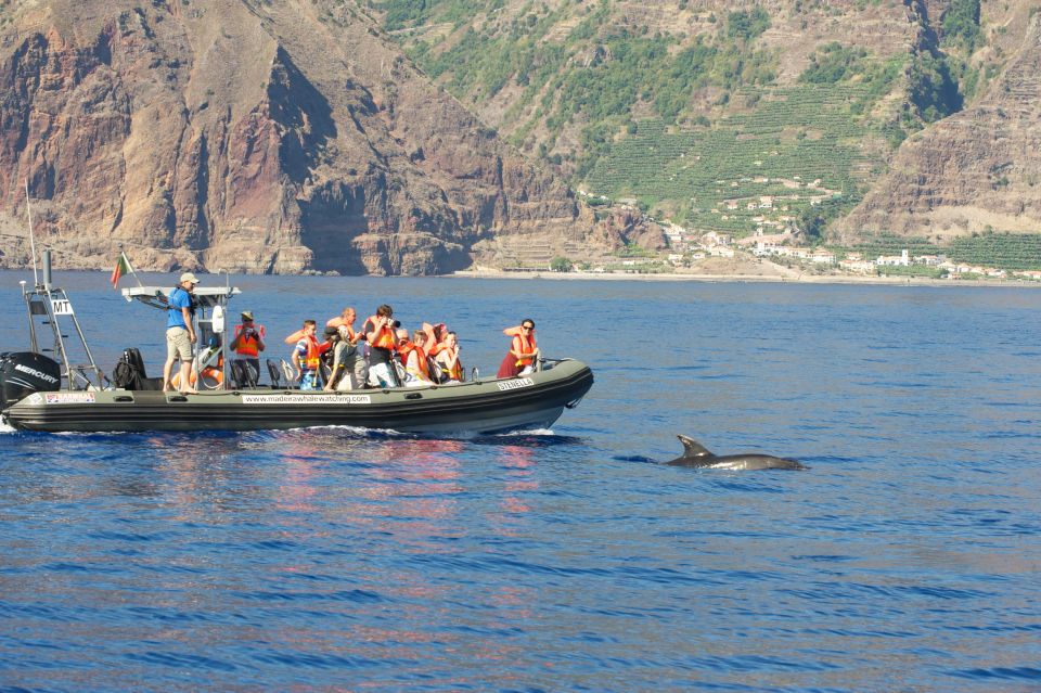 From Calheta: Madeira Whale and Dolphin Watching Boat Tour - Experience Highlights