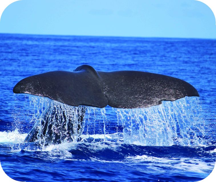 From Calheta: Whale and Dolphin Watching RIB Boat Tour - Experience Highlights