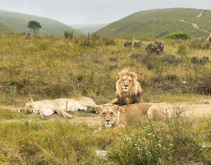 From Cape Town: 3-Day Garden Route Highlights Tour & Safari - Tour Experiences