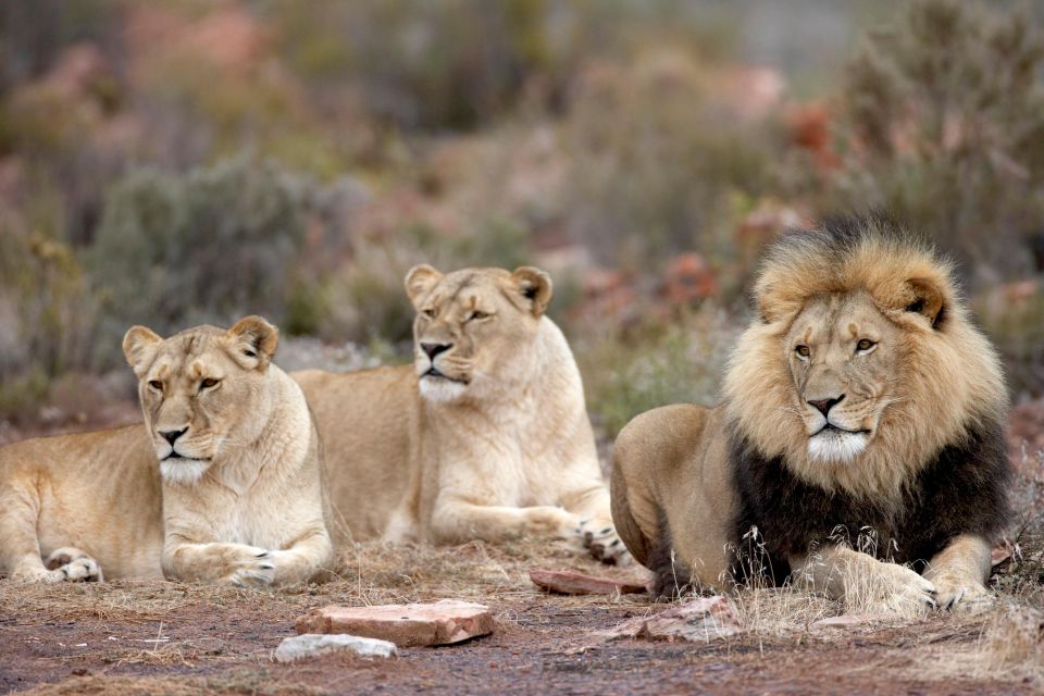 From Cape Town: Aquila Game Reserve Safari Tour With Lunch - Duration and Availability