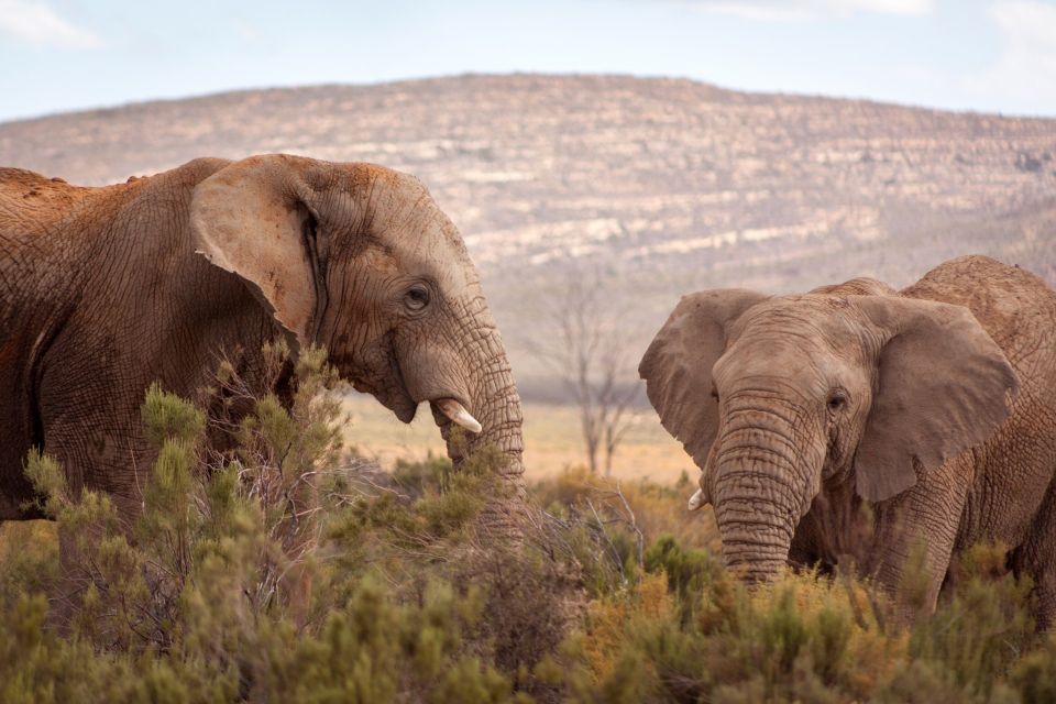From Cape Town: Big Five Sunset Safari - Experience Highlights
