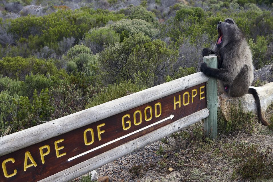 From Cape Town: Cape Peninsula & Boulders Penguin Beach Tour - Activity Highlights