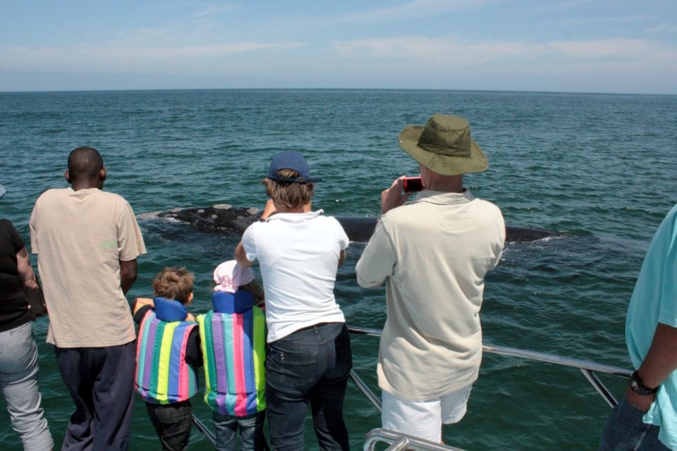 From Cape Town: Hermanus Whale Watching Boat Trip - Experience Details