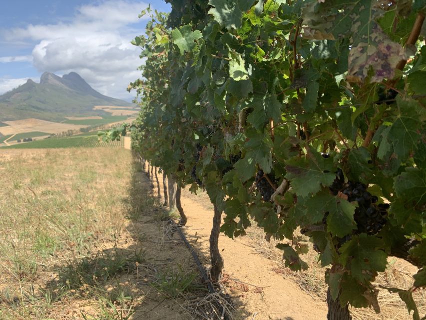 From Cape Town: Stellenbosch Wine Tour - Tour Duration and Language Options