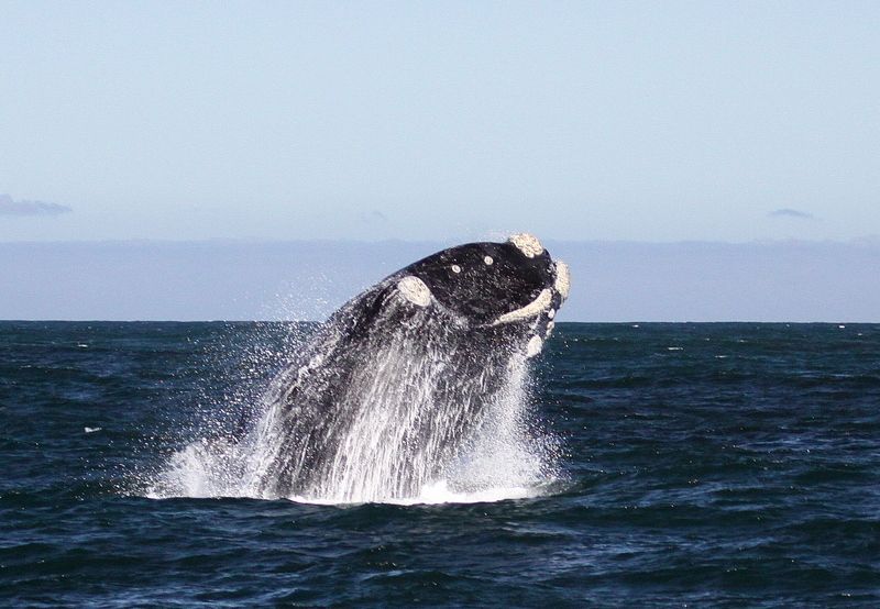 From Cape Town: Whale Watching Tour in Hermanus and Gansbaai - Tour Experience