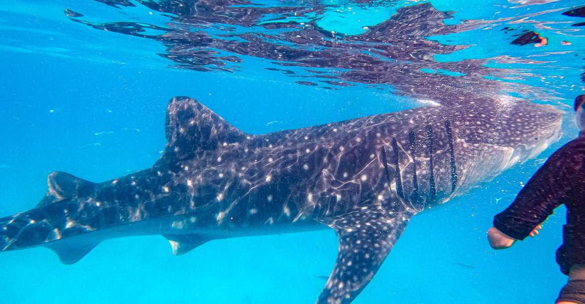 From Cebu: Oslob Whale Shark Snorkeling and Canyoning Tour - Activity Information