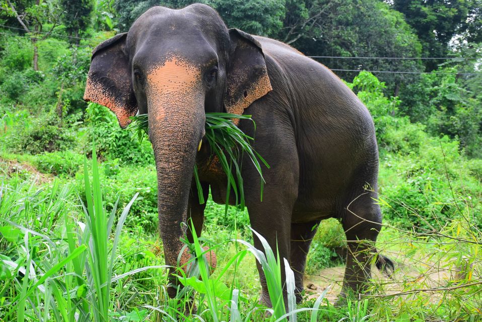 From Chiang Mai: Elephant Care Program and Nursery Tour - Experience Highlights