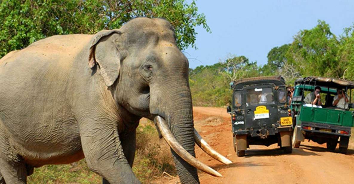 From Colombo: 2-Day Tour With Jungle Trek & National Park - Customer Reviews