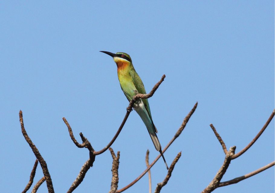 From Colombo: Muthurajawela Sanctuary Bird Watching Tour - Experience Highlights