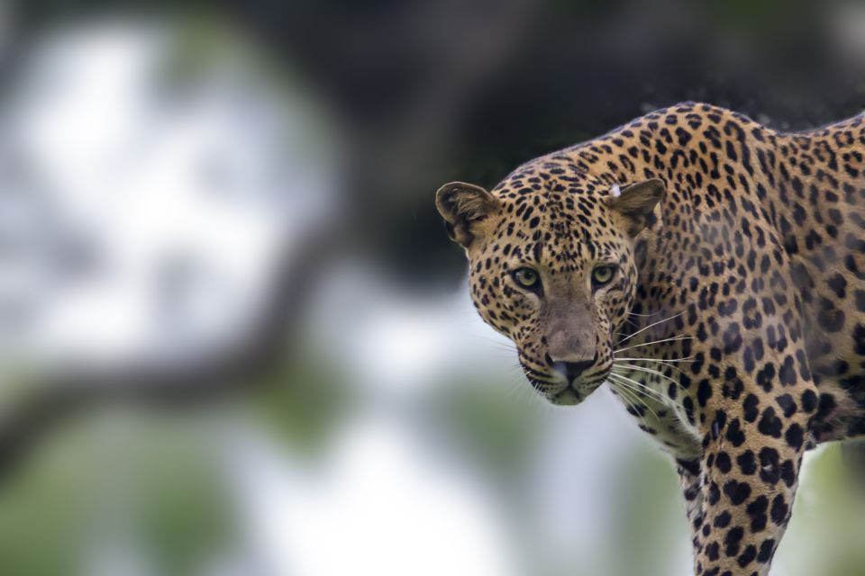 From Colombo: Yala National Park Safari With Transfer - Wildlife Encounter