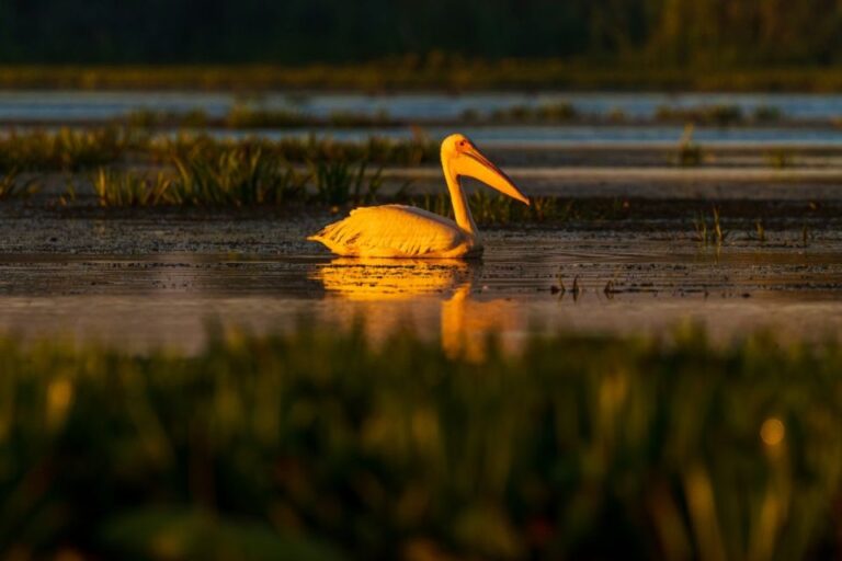 From Constanta: Day Trip to the Danube Delta