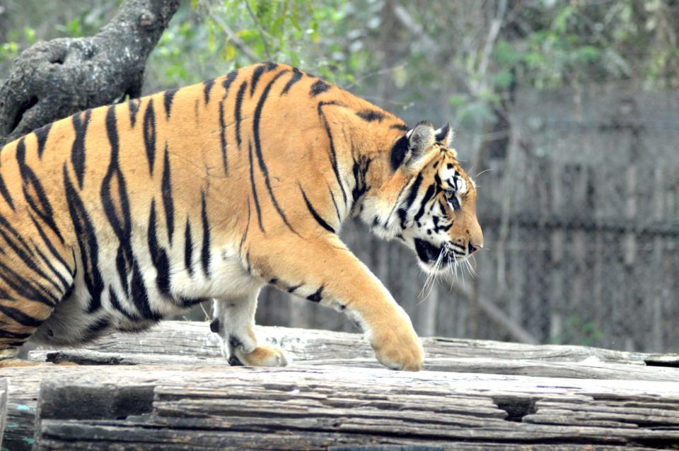 From Delhi : 2 Days Jim Corbett Tiger Safari Tour By Car - Accommodation Options and Reservations