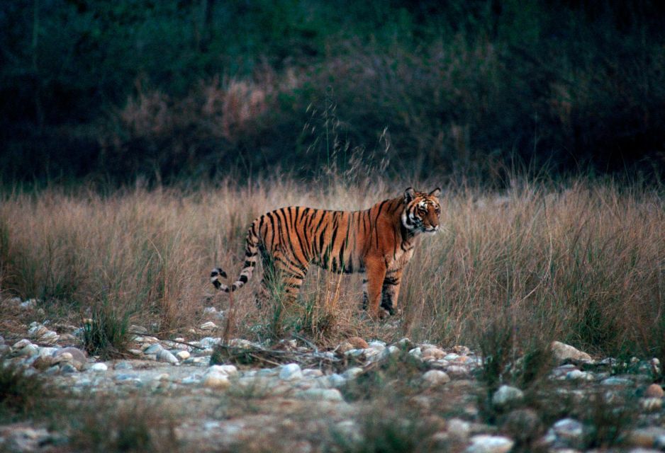 From Delhi: 3-Day Jim Corbett National Park Private Safari - National Park Overview