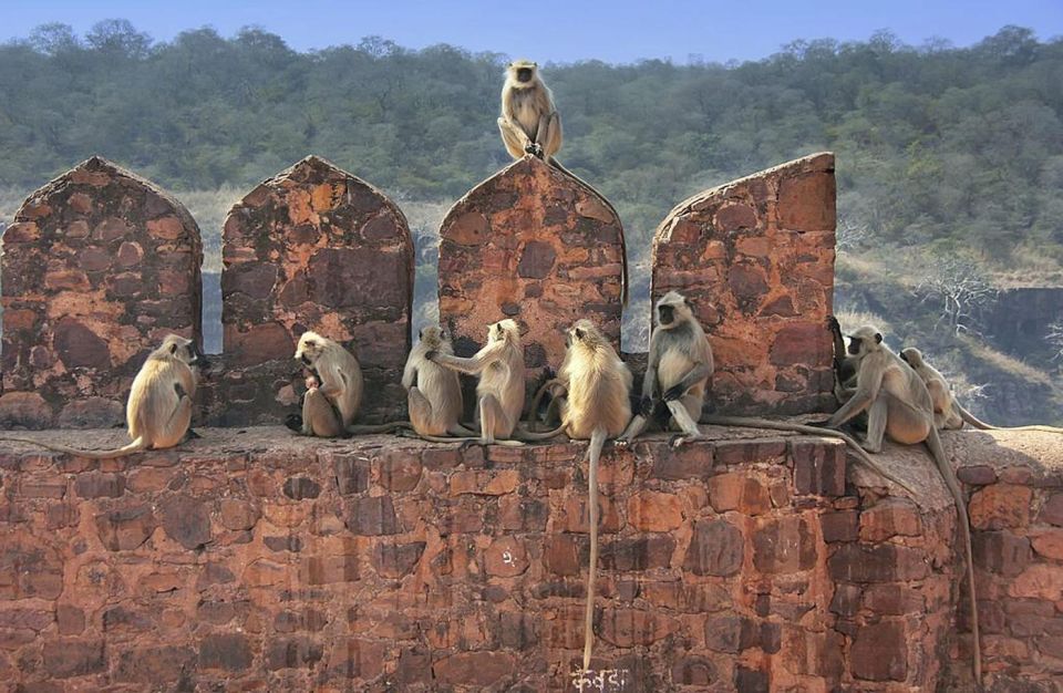 From Delhi: 3 Days Tour of Ranthambore Tiger Safari - Wildlife Exploration and Jeep Safaris