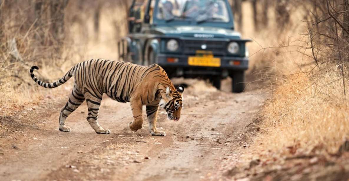 From Delhi: 4-Day Golden Triangle & Ranthambore Tiger Safari - Experience Highlights