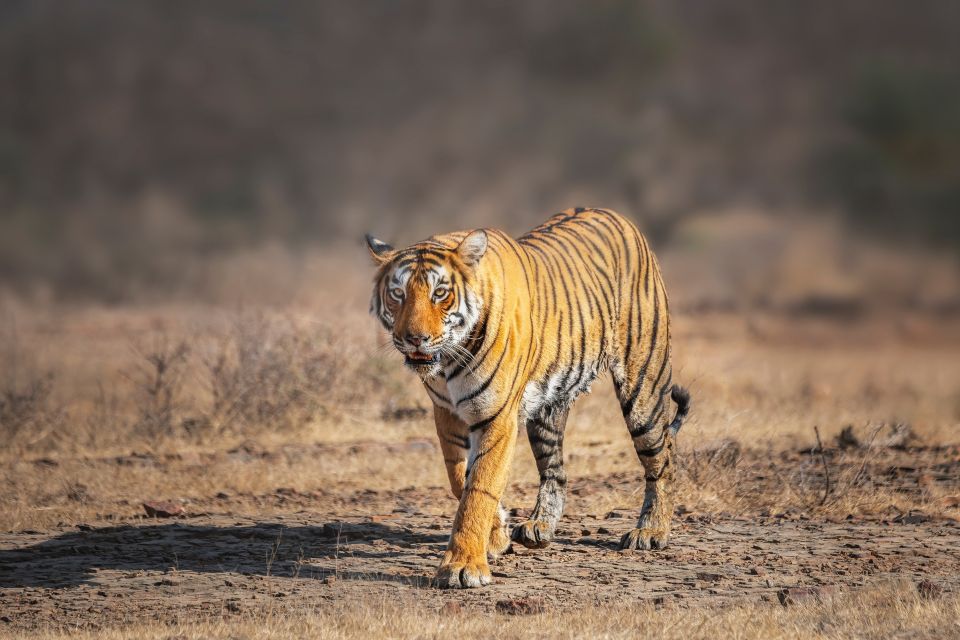 From Delhi: 4-Day Golden Triangle & Ranthambore Tiger Safari - Transportation and Accommodation Details